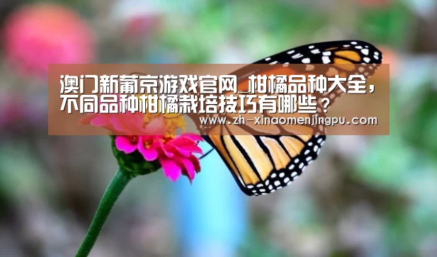 澳门新葡京游戏官网